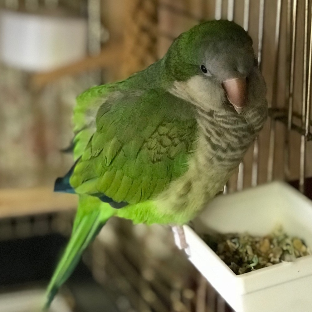 Meet your Posher, Jossy